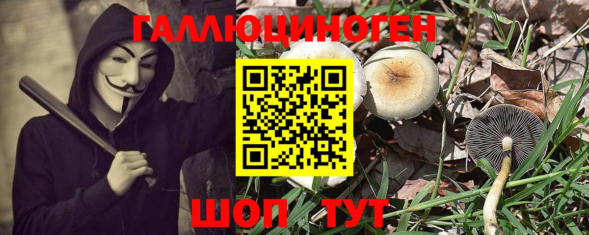 Псилоцибиновые грибы GOLDEN TEACHER Кириши