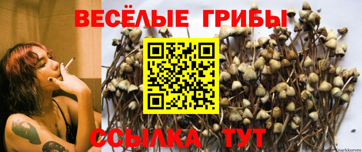 купить наркотики цена  Вход с VPN  Кириши  Галлюциногенные грибы ЛСД 